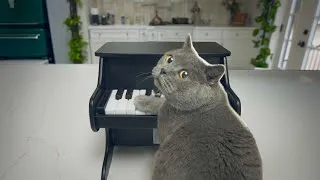 Thumbnail: I Taught My Cat to Play Mozart