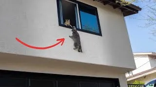 Thumbnail: RoMeow and Juliet 2