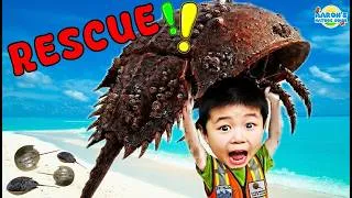 Thumbnail: KIDS!🦀We Saved SO MANY Horseshoe Crabs!🌈| EDUCATIONAL KIDS NATURE SHOW🌿