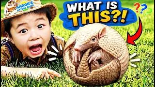 Thumbnail: KIDS!🦔What's This Creature that Rolled into a Ball?!🏀ARMADILLO Fun | EDUCATIONAL KIDS NATURE SHOW🌿