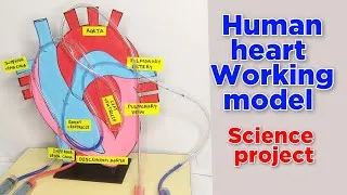 Thumbnail: heart working model science project | science project