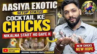 Thumbnail: Finally! Cockatiel Ke Chicks Nikalna Start 😍🐣 | Breeding Setup Status | Aasiya Exotic 