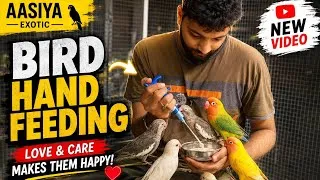 Thumbnail: Bird Hand Feeding Routine | Love & Care for Baby Birds | Aasiya Exotic