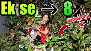 Thumbnail: Itna rootbound ho gya tha ki...❌💀🌱Variegated Peace Lily biggest makeover🌿#plants #gardening #garden
