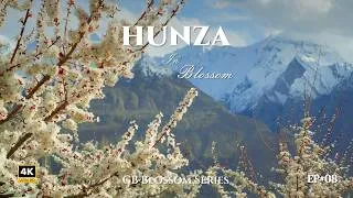 Thumbnail: The Magic of Hunza Spring 2026 | Cherry Blossoms, Rakaposhi, Golden Peak & Historic Forts