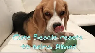 Thumbnail: Cute Beagle reacts to being filmed (9 Months)