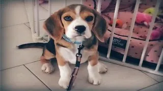 Thumbnail: What we taught Abby at 3 months old