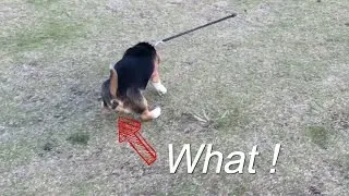 Thumbnail: Running Poop Dog - Didn't see that coming!