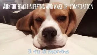 Thumbnail: Cute beagle sleeping and wake up compilation(3 to 8 months)