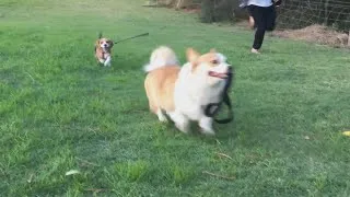 Thumbnail: Puppy beagle and Corgi play in the park