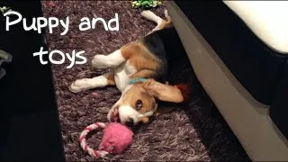 Thumbnail: Beagle Abby plays with her toys