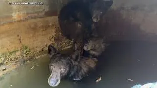 Thumbnail: SoCal crews rescue mother bear, cubs trapped in water tank