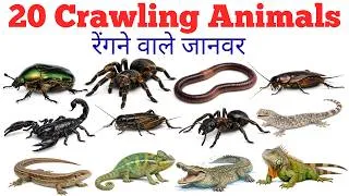 Thumbnail: रेंगने वाले जानवरों के नाम | Crawling Animals Name for Kids | Learn 20 Crawling Animals in English
