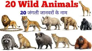 Thumbnail: 20 Wild Animals Names in English and Hindi 🦁 | Learn Wild Animals for Kids | Kids Learning Video