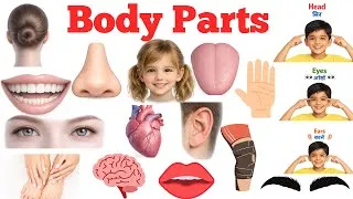 Thumbnail: 20 Body Parts Names in English and Hindi 👶 | Learn Body Parts for Kids | English Vocabulary | ABC 