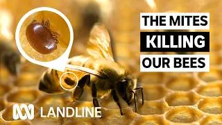 Thumbnail: Up to 90% of wild bee colonies (QLD) lost to varroa mite, impacting Aussie food industry | Landline
