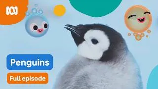 Thumbnail: Penguins 🐧 FULL EPISODE | Fizzy & Suds | ABC Kids