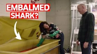 Thumbnail: Behind The Scenes Of The Australian Museum's Shark Exhibition