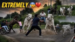 Thumbnail: We Ran Bulls & Horses Together 😱🔥 | EXTREME POWER 😨Gone Wrong 