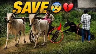 Thumbnail: My father And Ox Survived From This Horrible Accident 🙏🏻😨But Punchmukhi Can't 💔