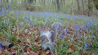 Thumbnail: UK Wildlife - 1 Hour of Trail Camera Footage with Original Audio