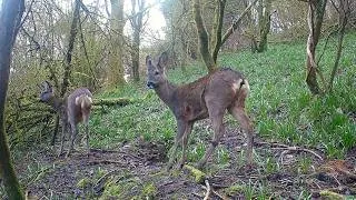 Thumbnail: 1 Hour of Deer