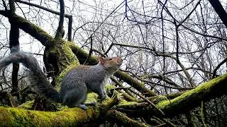 Thumbnail: 30 Minutes of Squirrels - UK Trail Camera Footage