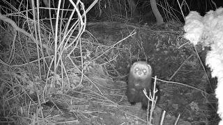 Thumbnail: 30 Minutes of Polecat Footage - UK Wildlife