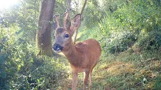 Thumbnail: 1 Hour of Trail Camera Highlights 2025 | UK Wildlife