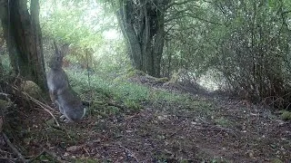 Thumbnail: 1 Hour - UK Trail Camera Footage - Wild Rabbits