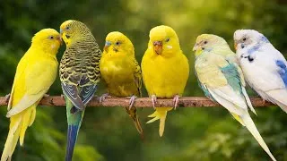 Thumbnail: 8 Hours Cute Budgie Sounds for RelaxingParakeet Chirping & Singing