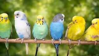 Thumbnail: Cute Pet Budgies Chirping | 12 Hour Nature Parakeets Bird Sound to Reduce Stress