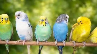 Thumbnail: 8 Hours of Budgie Best Friends – Mango & Chutney Singing and Talking Sounds