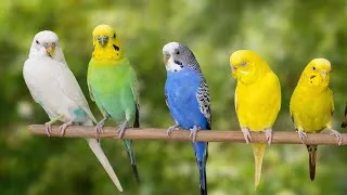 Thumbnail: 8 Hours of Happy Budgie Sounds: Cheerful Parakeet Chirps to Entertain Your Sad Budgies