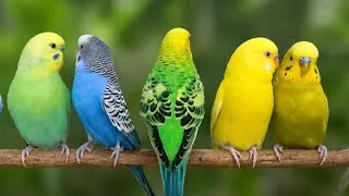 Thumbnail: 8 Hours | Help Quiet Parakeets Sing by Playing This | Happy Budgies Chirping for Lonely Birds
