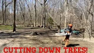 Thumbnail: Cutting Down Trees! 🌲 #shorts