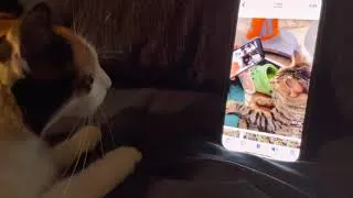 Thumbnail: Cat Meme! 😺 Our Cat Bella Dancing to the Cat that is Dancing to a Dancing Cat. 🙀 #shorts