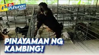 Thumbnail: Kambing sa San Luis, Batangas aabot sa halos P400,000 ang halaga! | My Puhunan: Kaya Mo!
