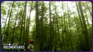Thumbnail: Secrets of England's New Forest, Castles and Royal Legends Revealed