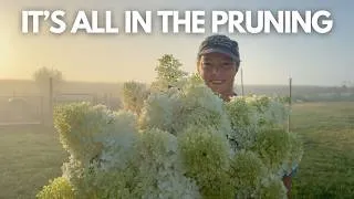 Thumbnail: Growing Hydrangeas for Cut Flowers: How I Get Long Stems