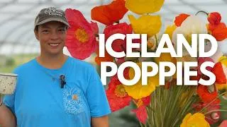 Thumbnail: How to Grow Icelandic Poppies for Cut Flowers (Hundreds of Spring Stems!)