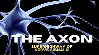 Thumbnail: Axon Explained: Structure, Function & Role in Neurons