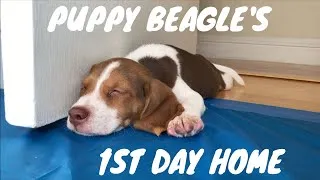 Thumbnail: Puppy Beagle Ace's First Day Home