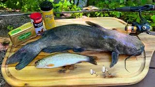 Thumbnail: Combo Rainbow Trout and Catfish Catch n' Cook in the Misty Mountains!