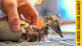 Thumbnail: Miracle Black Swan Hatching - She Followed Me Everywhere