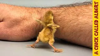 Thumbnail: Bumblebee-Size Egg Needed Help to Survive