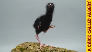 Thumbnail: Raising a funny swamphen