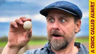 Thumbnail: The sweet and extremely unlikely hatching of a perfectly round chicken egg