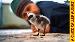 Thumbnail: She Hatched in My Hands, Then I Saw Her Legs... | Amazing Chick Recovery