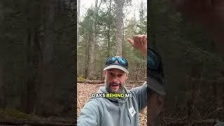 Thumbnail: Back to the Woods That Built Arabella